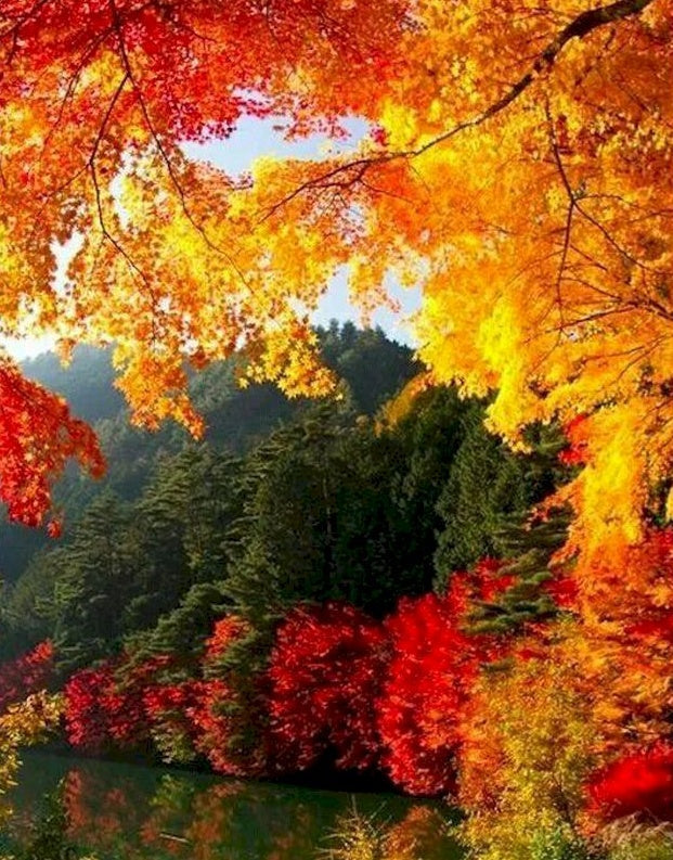 Paisaje Otoñal con Árboles Coloridos Pintar por Números