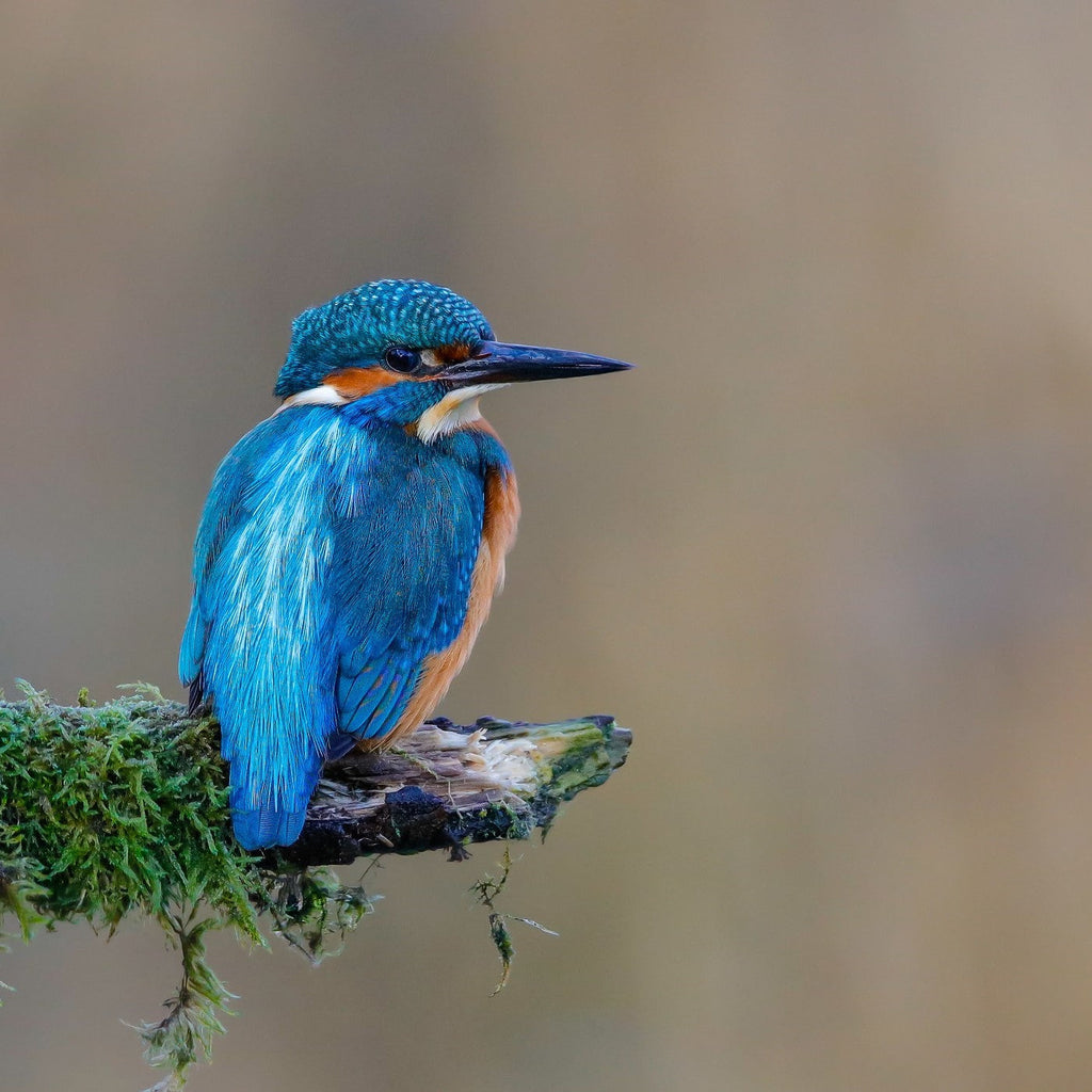 Pajarito Azul en Rama de Árbol Pintar por Números