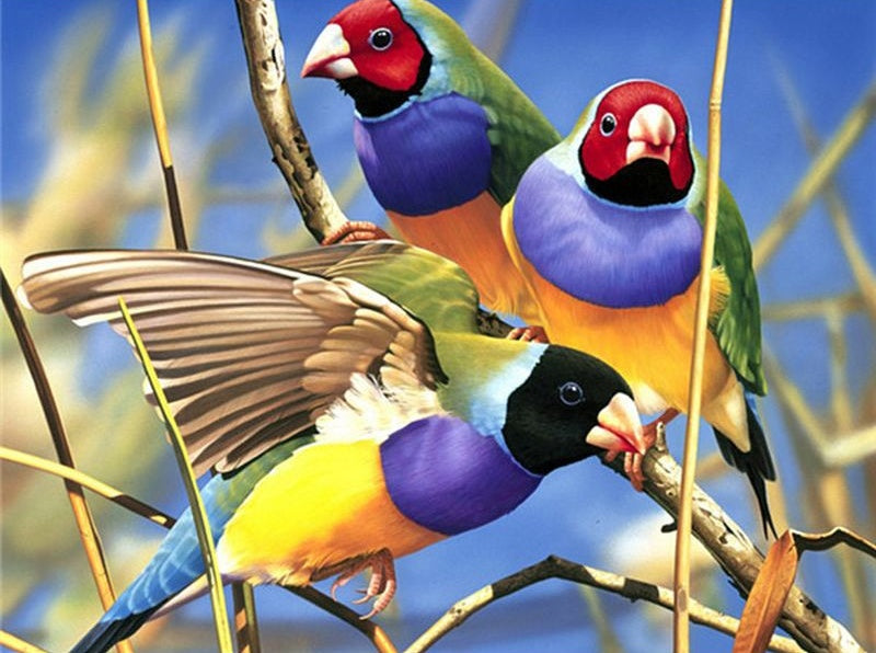 Pájaros de Colores Diferentes Pintar por Números