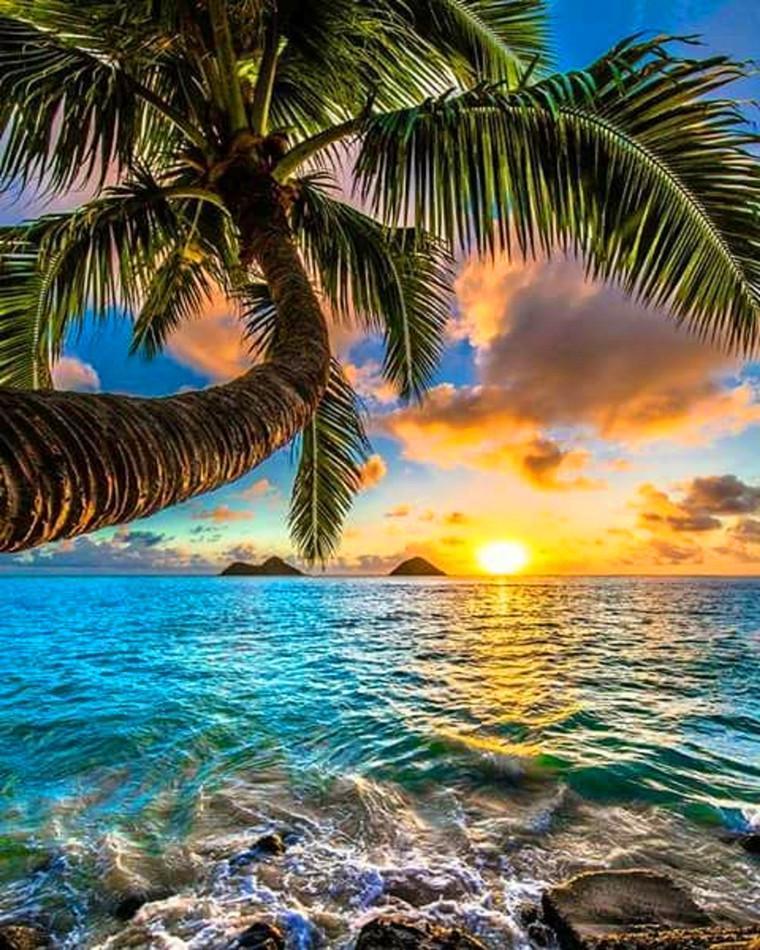 Palmera y Puesta del Sol sobre el Mar Pintar por Números