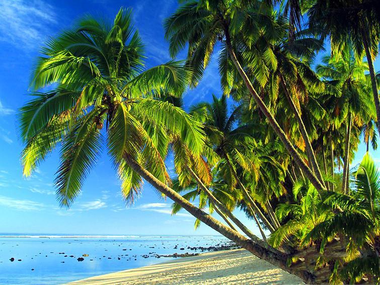 Palmeras y Mar Azul en el Verano Pintar por Números