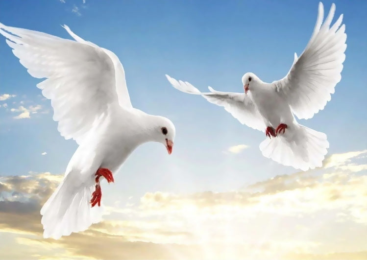 Palomas Blancos Volando Pintar por Números