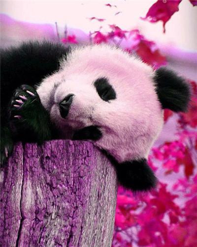 Panda Acostado sobre Tronco Morado Pintar por Números