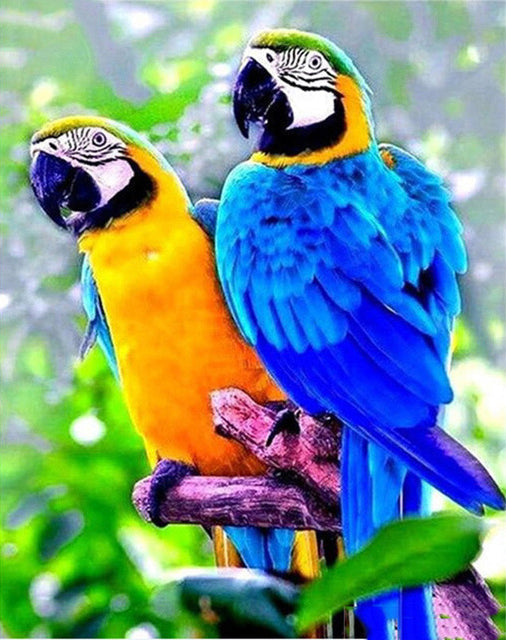 Papagayos Amarillos y Azules Pintar por Números