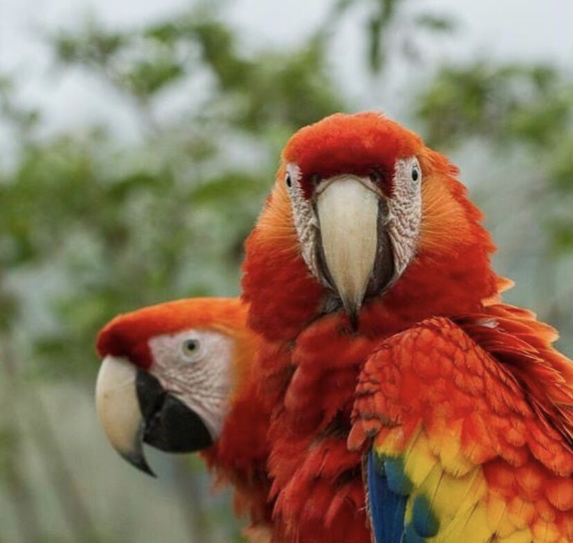 Papagayos Rojos Pintar por Números