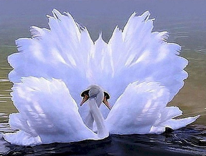 Pareja de Cisnes en Agua Pintar por Números
