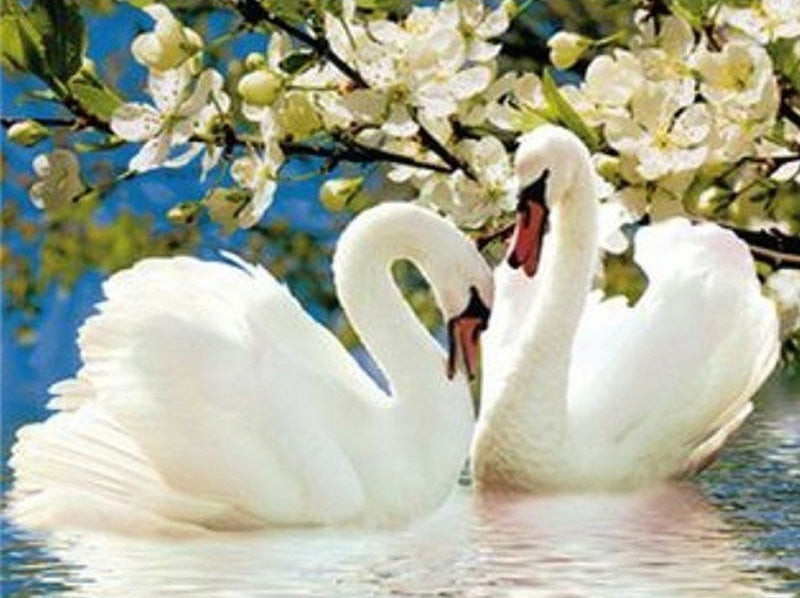 Pareja de Cisnes y Flores Blancas Pintar por Números