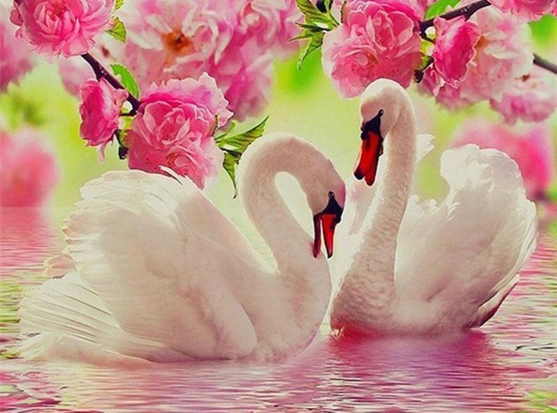 Pareja de Cisnes y Flores Rosadas Pintar por Números
