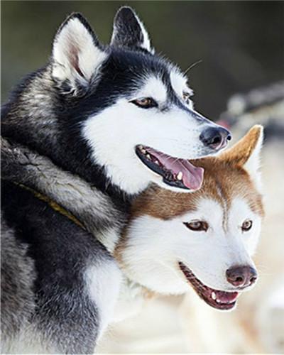 Pareja de Husky Feliz Pintar por Números