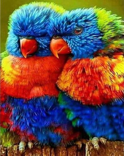 Pareja de Papagayos Coloridos Pintar por Números