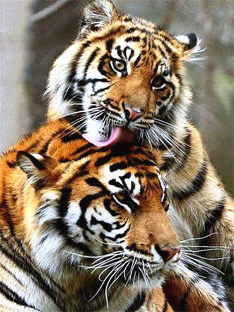 Pareja de Tigres Pintar por Números