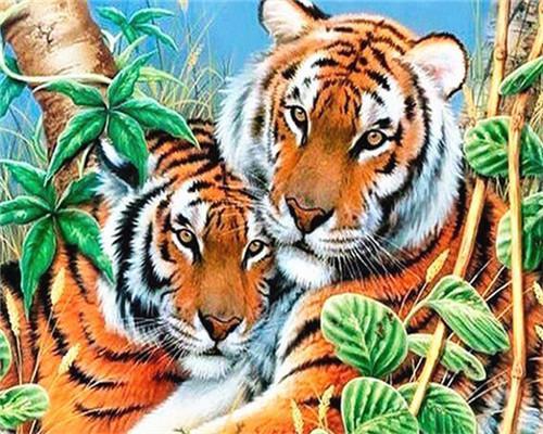 Pareja de Tigres Pintar por Números