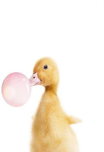 Patito Soplando Burbuja Rosada de Chicle Pintar por Números