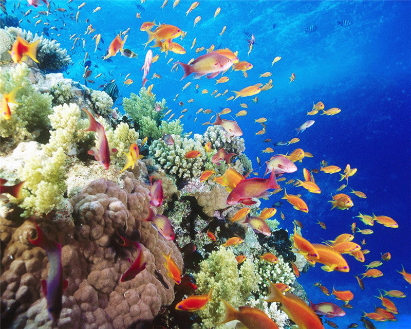 Peces Amarillos y los Corales Pintar por Números