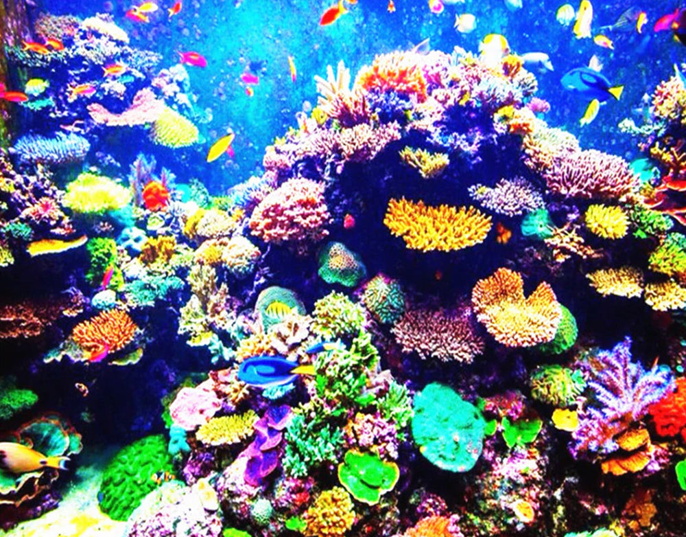 Peces y Corales Coloridos Pintar por Números