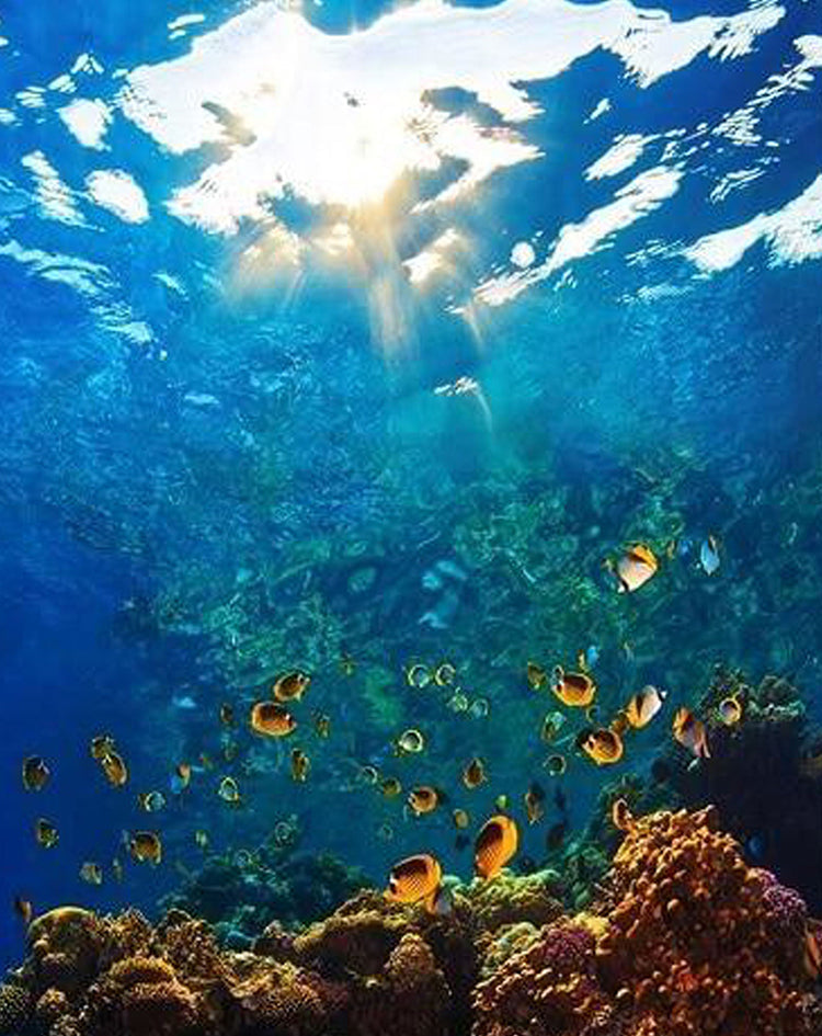 Peces y Corales en Cueva Submarina Pintar por Números