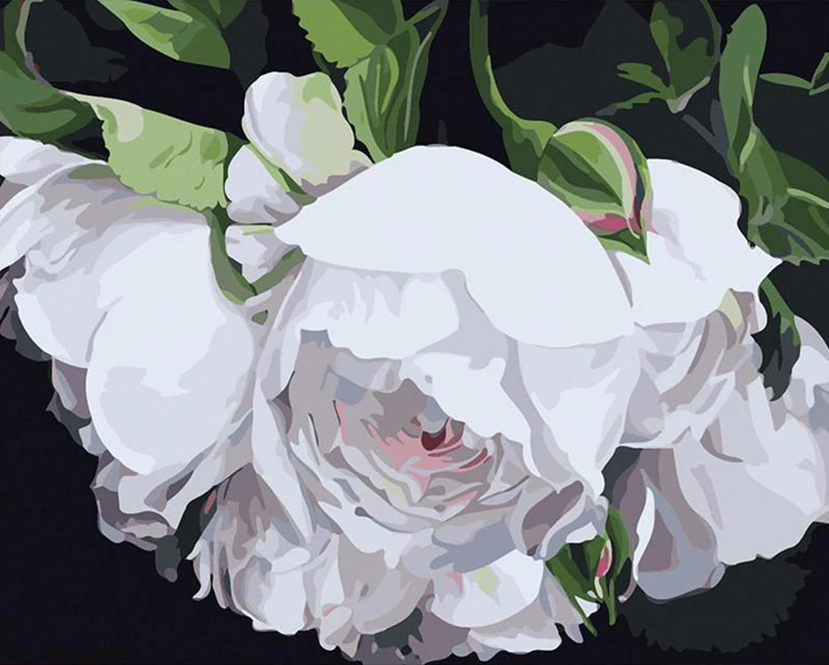 Peonías Blancas con Hojas Verdes en el Fondo Negro Pintar por Números