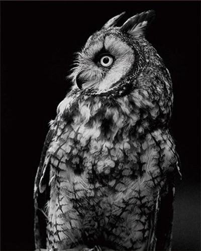 Perfil de Búho en Blanco y Negro Pintar por Números