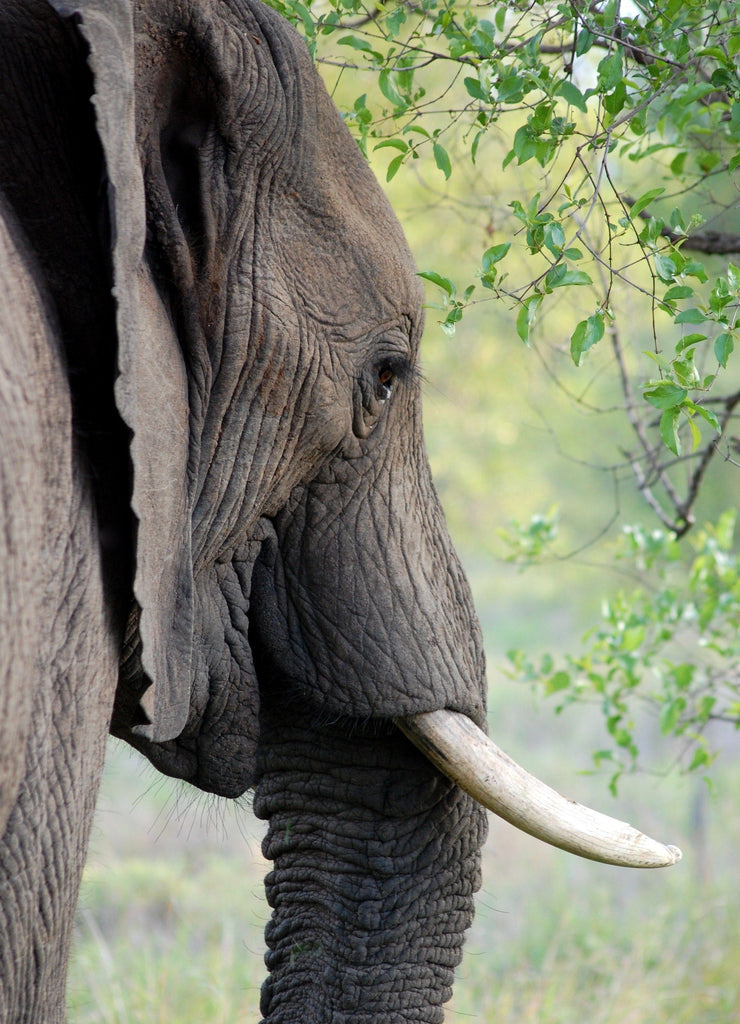Perfil de Elefante y Ramas de Árbol Pintar por Números