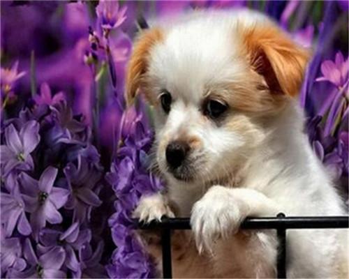Perrito Adorable y Flores Violáceas Pintar por Números
