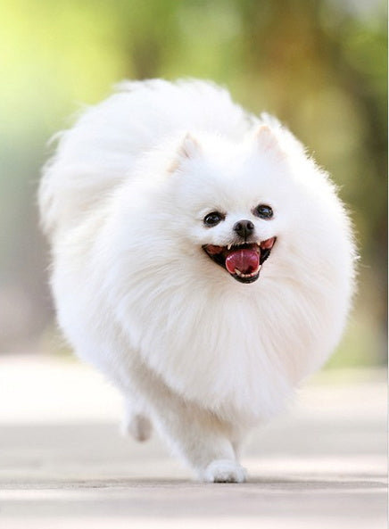 Perrito Blanco Alegre Pintar por Números