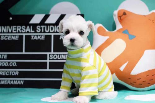 Perrito Blanco Lindo con Ropa Pintar por Números