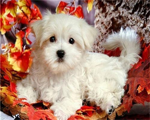 Perrito Blanco Lindo y Hojas de Arce Rojo Pintar por Números
