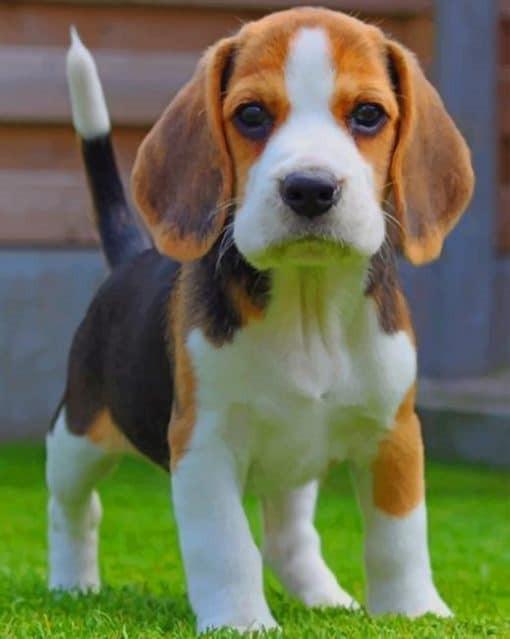 Perrito en el Césped Pintar por Números