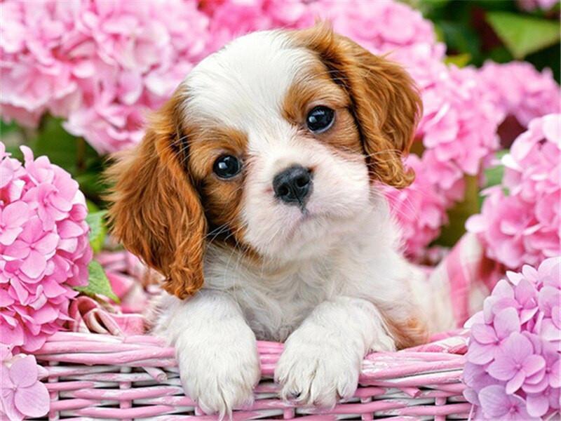 Perrito Lindo y Hortensias Rosas Pintar por Números