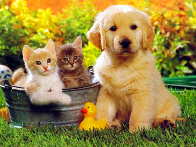 Perrito y Dos Gatitos en el Césped Pintar por Números