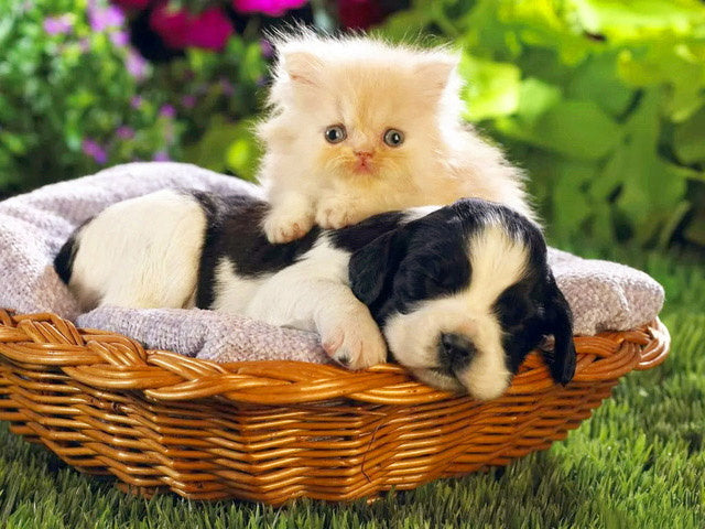 Perrito y Gatito Adorable en Cesta Pintar por Números