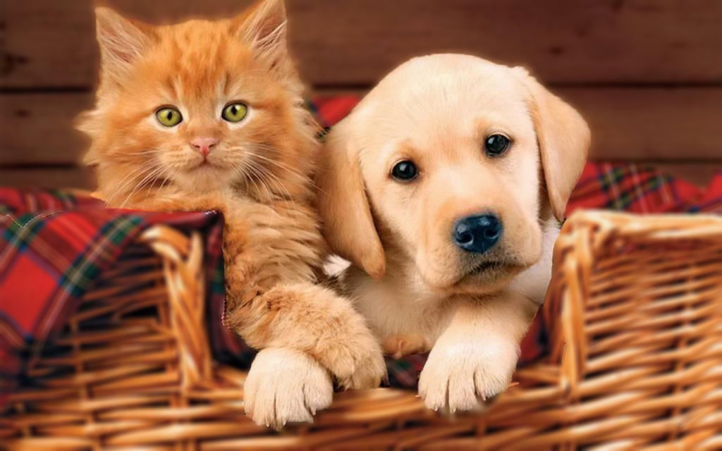 Perrito y Gatito en la Cesta Pintar por Números