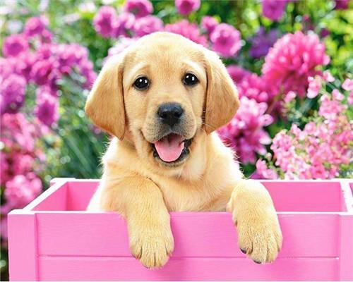 Perro Adorable en Caja Rosa Pintar por Números