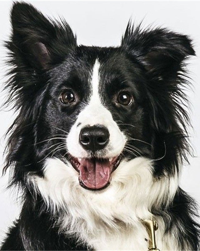 Perro Blanco y Negro Pintar por Números