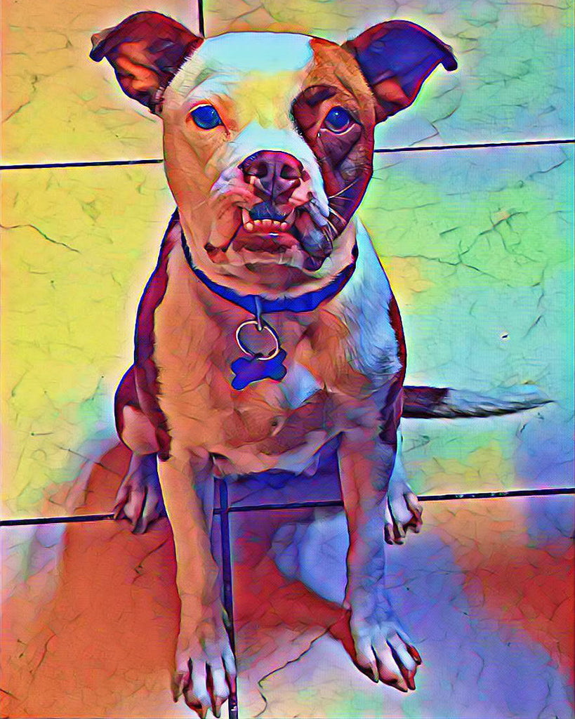 Perro Colorido Sentado en el Suelo Pintar por Números