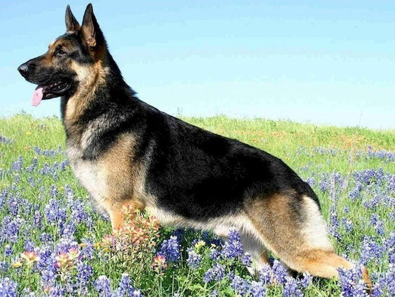 Perro en Campo de Lavándula Pintar por Números