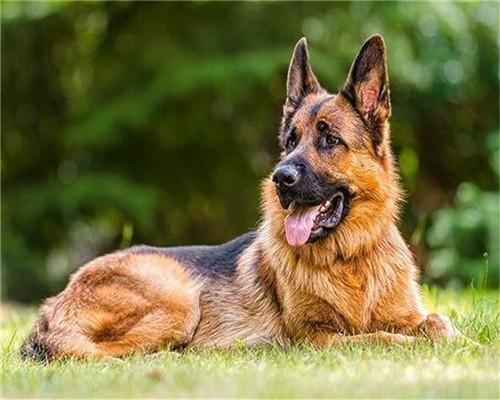 Perro en el Césped Verde Pintar por Números
