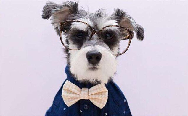 Perro Lindo con Gafas y Ropa Pintar por Números