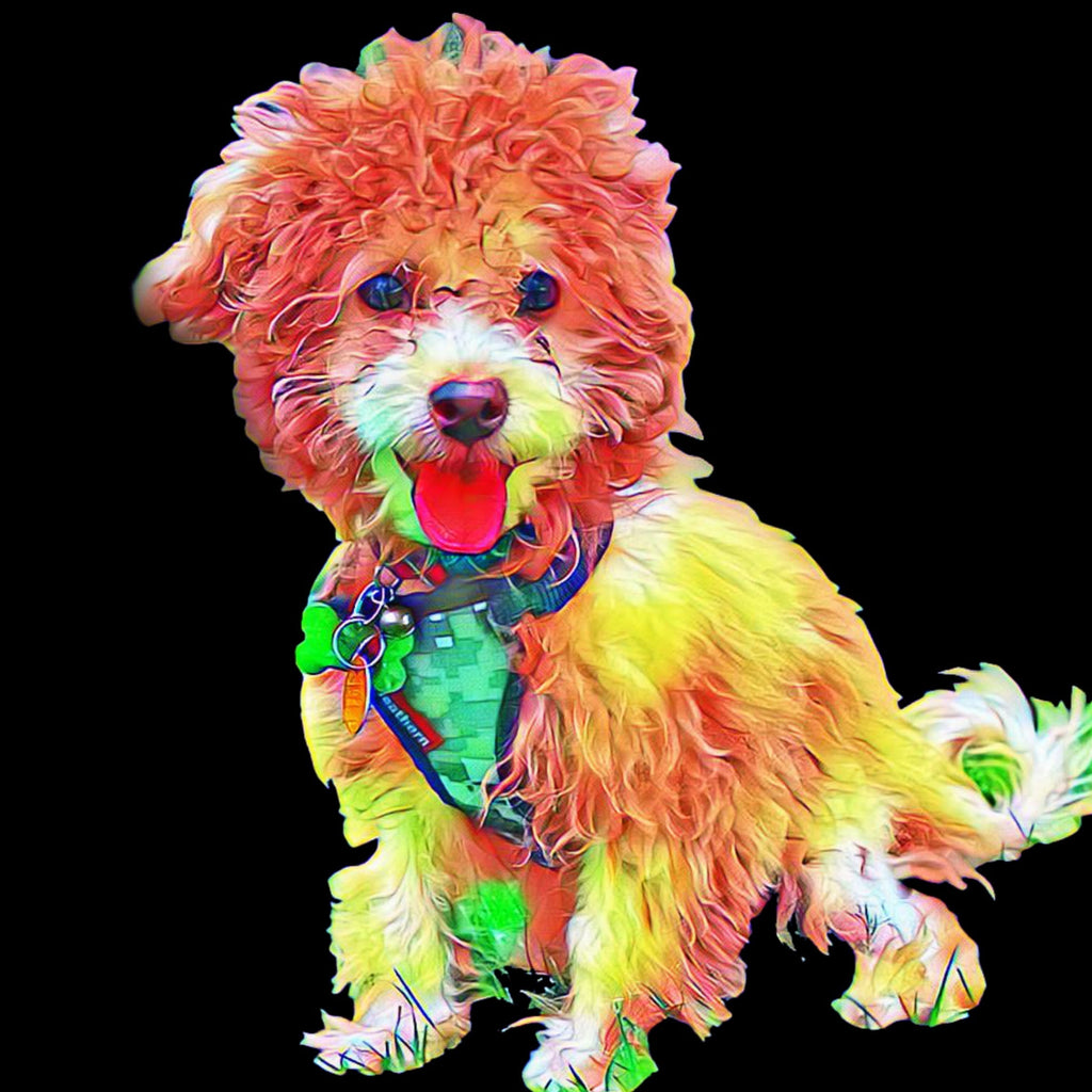 Perro Lindo de Pelo Rizado Pintar por Números