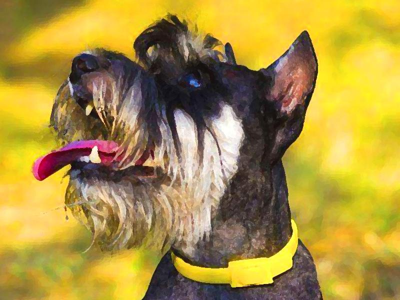 Perro Mirando el Cielo Pintar por Números