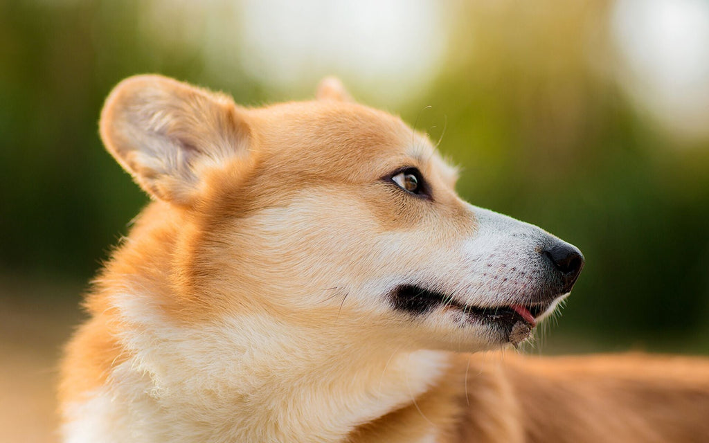 Perro Mirando Hacia Atrás Pintar por Números