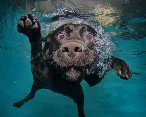 Perro Nadando en el Agua Pintar por Números