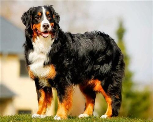 Perro Negro con Sonrisa Pintar por Números
