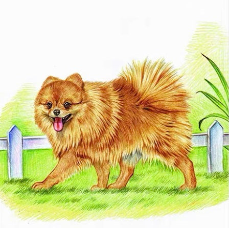 Perro Paseando por el Césped Pintar por Números