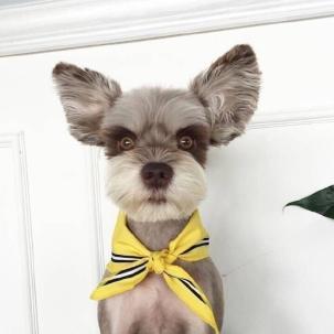Perro Pequeño con Bufanda Amarilla Pintar por Números