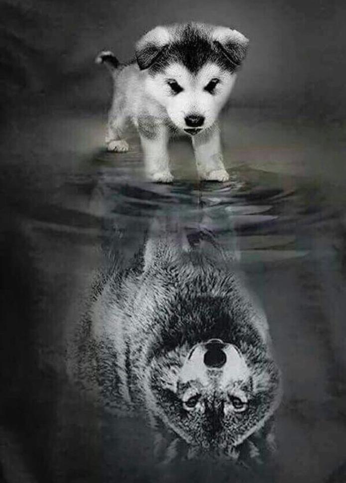 Perro Pequeño y Lobo en Agua Pintar por Números