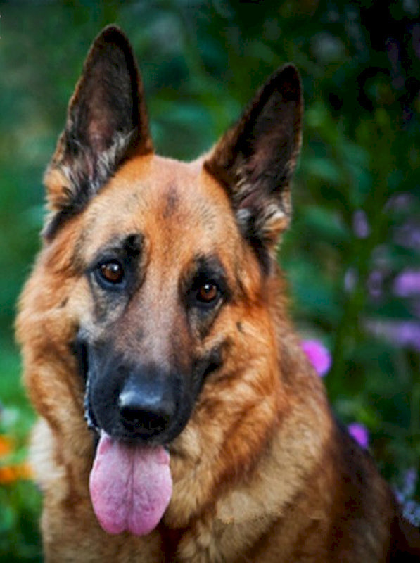 Perro Sacando Su Lengua Pintar por Números