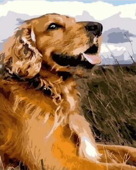 Perro Sonriente Mirando el Cielo Pintar por Números