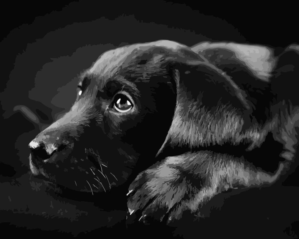 Perro Triste en Blanco y Negro Pintar por Números