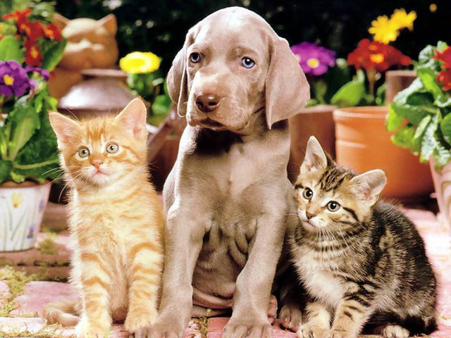 Perro y Dos Gatos Pintar por Números